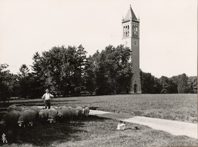 Sheep grazing on Iowa State's central campus near the campanile