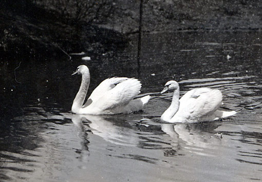 Swans, 1935