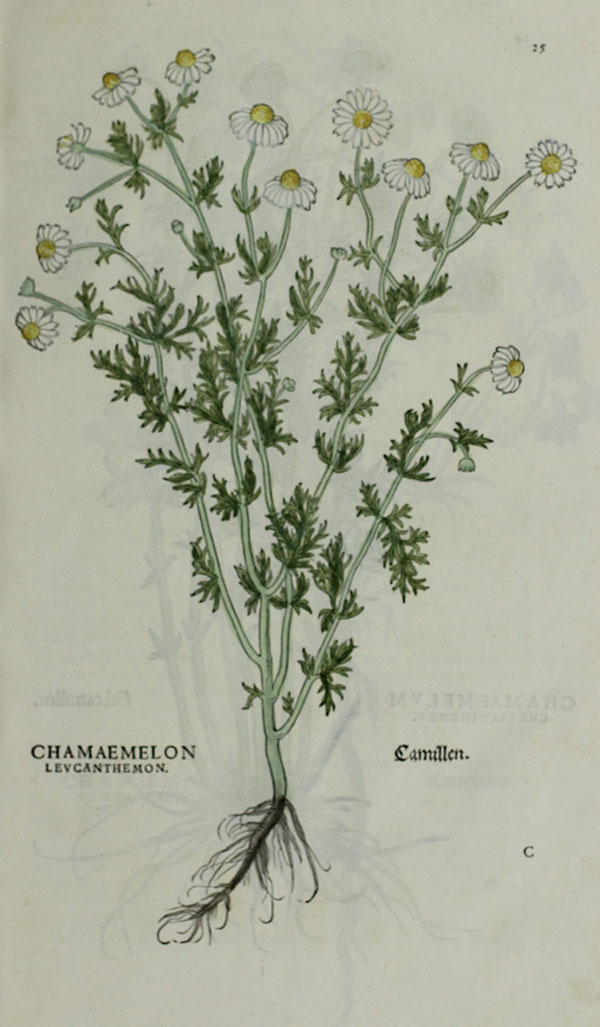 Chamomile pictured in Fuchs' De Historia Stirpium