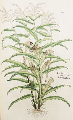 Corn pictured in De Historia Stirpium