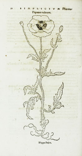 Poppy in Brunfels' Herbarum Vivae Eicones